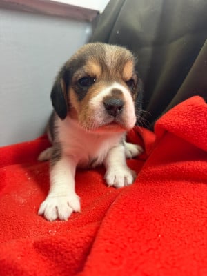 Les chiots de Beagle