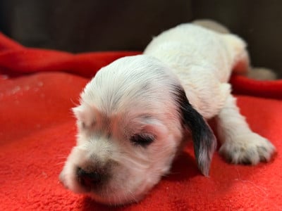 Les chiots de Cocker Spaniel Anglais