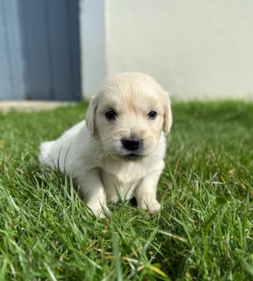 Les chiots de Golden Retriever