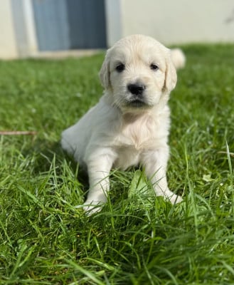 Les chiots de Golden Retriever