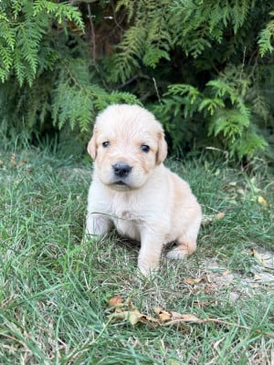 Les chiots de Golden Retriever