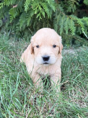 Les chiots de Golden Retriever