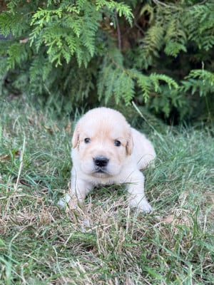 Les chiots de Golden Retriever