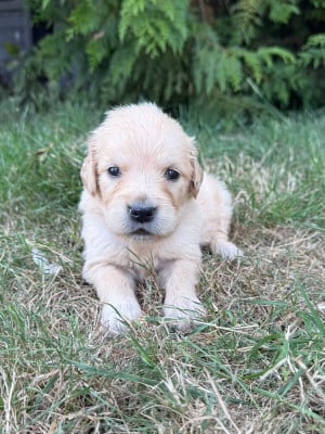 Les chiots de Golden Retriever