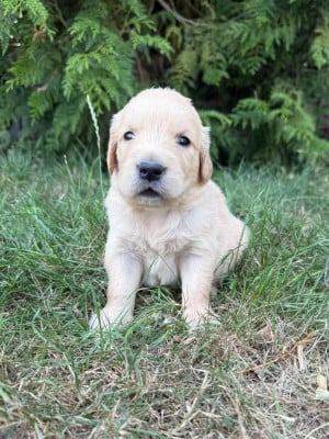 Les chiots de Golden Retriever