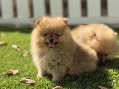 Les chiots de Spitz allemand