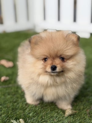 Les chiots de Spitz allemand