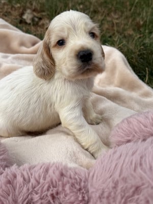 Les chiots de Cocker Spaniel Anglais