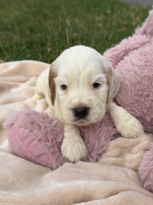 Les chiots de Cocker Spaniel Anglais