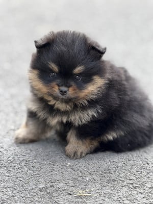 Les chiots de Spitz allemand
