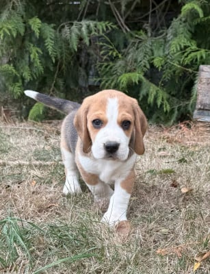 Les chiots de Beagle