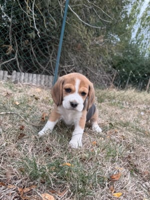 Les chiots de Beagle
