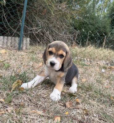 Les chiots de Beagle