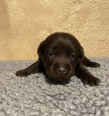 Chiot N°2 - Labrador Retriever