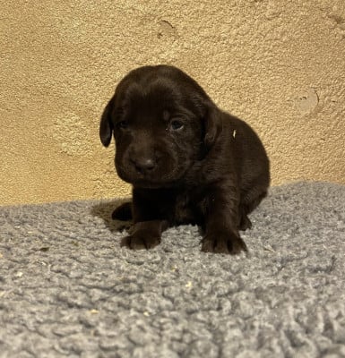 Chiot N°3 - Labrador Retriever