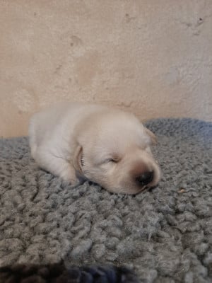 Chiot N°5 - Labrador Retriever