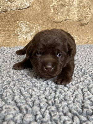 Chiot N°6 - Labrador Retriever