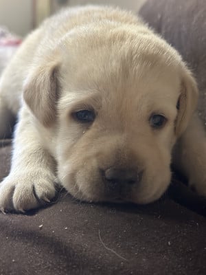 Chiot N°7 - Labrador Retriever