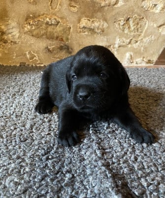 Chiot N°8 - Labrador Retriever