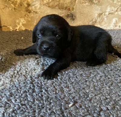 Chiot N°9 - Labrador Retriever