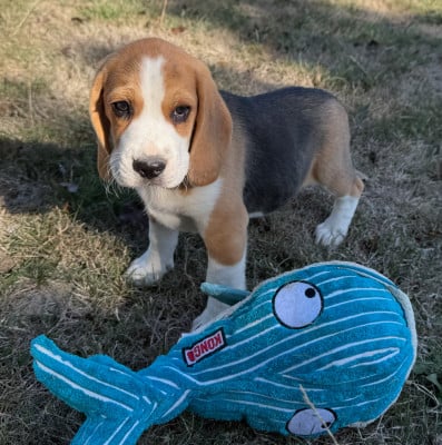 Les chiots de Beagle