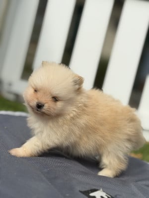 Chiot N°1 - Spitz allemand