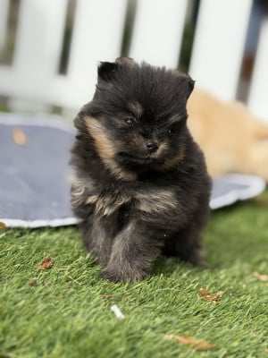 Chiot N°2 - Spitz allemand