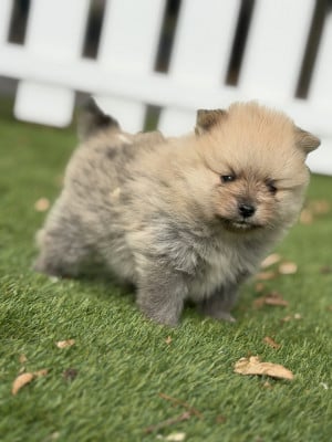 Chiot N°3 - Spitz allemand