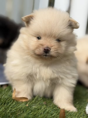 Chiot N°4 - Spitz allemand