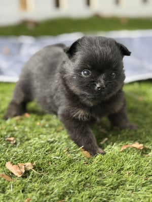 Chiot N°5 - Spitz allemand
