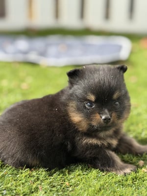 Spitz allemand