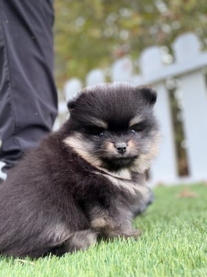 Les chiots de Spitz allemand