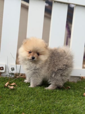 Les chiots de Spitz allemand