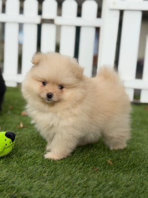 Les chiots de Spitz allemand