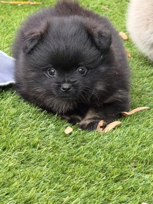 Les chiots de Spitz allemand