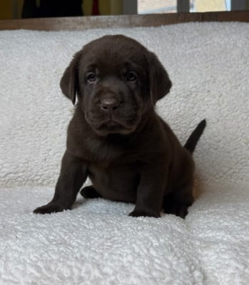 Les chiots de Labrador Retriever