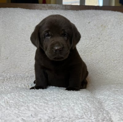Les chiots de Labrador Retriever