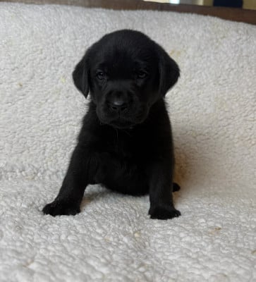 Les chiots de Labrador Retriever