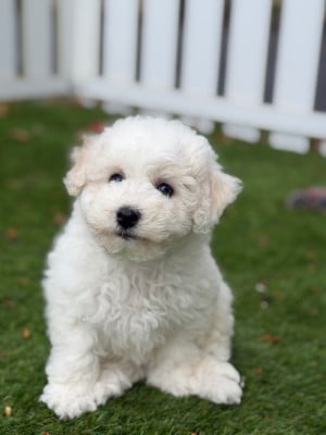 Les chiots de Bichon Frise