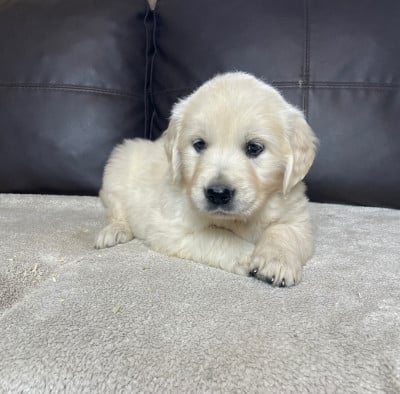 Les chiots de Golden Retriever