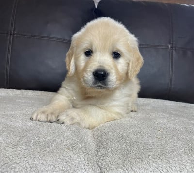 Les chiots de Golden Retriever
