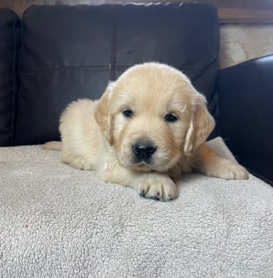 Les chiots de Golden Retriever