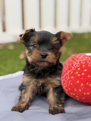Yorkshire Terrier