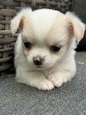 Les chiots de Chihuahua