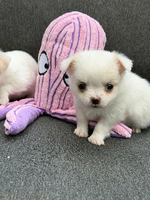 Les chiots de Chihuahua