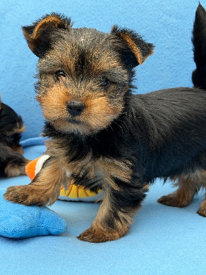 Les chiots de Yorkshire Terrier