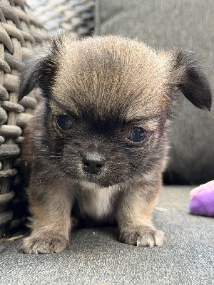 Les chiots de Chihuahua