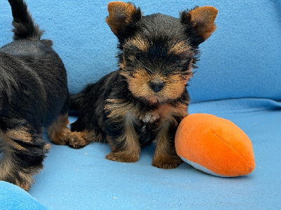Les chiots de Yorkshire Terrier