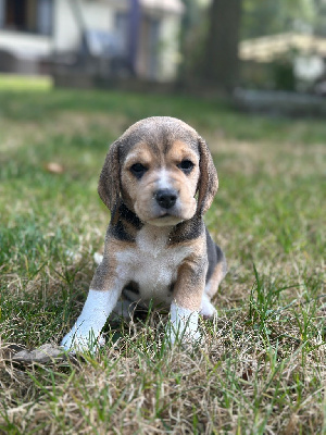 Les chiots de Beagle