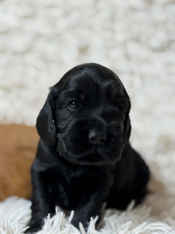Nous proposons à la réservation nos adorables chiots Cocker Anglais nés le 4 octobre 2025. 
Nés dans cadre spacieux et verdoyant, ils s'épanouissent dans le jeu.
Ils sont inscrits au livre des origines française.
Nos chiots sont issus de parents sélectionnés pour la compagnie et testés génétiquement avec les exigences génomiques de la SCC. 
Ils auront été vaccinés deux fois, pucés et contrôlés par le vétérinaire. Celui-ci aura rédigé un certificat de bonne santé.
En tant qu'éleveur, nous garantissons la santé et la sociabilité de nos chiots mais pour sécuriser leur croissance, nous offrons deux mois d'assurances.
Nous accompagnons chaque client autant qu?il le souhaite et selon ses besoins et ses interrogations.
Ils rejoindront leur famille à partir du 5 décembre 2025. 
Nos chiots partiront avec un kit chiot comprenant leur alimentation. 
N'hésitez pas à nous contacter si vous souhaitez plus de renseignements.
Elevage Canin du Moulin de Madjurie
